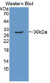 Western Blot; Sample: Recombinant ATF1, Human.