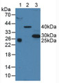 Western Blot; Sample: Lane1: Human Serum; Lane2: Porcine Liver Tissue; Lane3: Human A375 Cells.