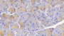DAB staining on IHC-P; Samples: Mouse Pancreas Tissue;  Primary Ab: 20μg/ml Rabbit Anti-Mouse ELN Antibody Second Ab: 2µg/mL HRP-Linked Caprine Anti-Rabbit IgG Polyclonal Antibody 