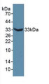 Western Blot; Sample: Recombinant MAP6, Mouse.