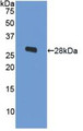 Western Blot; Sample: Recombinant ODC, Human.