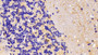 DAB staining on IHC-P; Samples: Rat Cerebellum Tissue; Primary Ab: 10μg/ml Rabbit Anti-Rat TNR Antibody Second Ab: 2µg/mL HRP-Linked Caprine Anti-Rabbit IgG Polyclonal Antibody