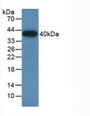 Western Blot; Sample: Recombinant GAP43, Rat.