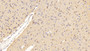 DAB staining on IHC-P; Samples: Mouse Cerebellum Tissue;  Primary Ab: 20μg/ml Rabbit Anti-Mouse GAP43 Antibody Second Ab: 2µg/mL HRP-Linked Caprine Anti-Rabbit IgG Polyclonal Antibody 