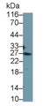 Western Blot; Sample: Recombinant protein.