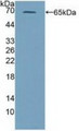 Western Blot; Sample: Recombinant PRF1, Mouse.