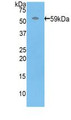 Western Blot; Sample: Recombinant PRF1, Human.