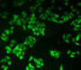 FITC staining on IHC-P; Samples: Human Hela Cells.