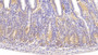 DAB staining on IHC-P; Samples: Mouse Small intestine Tissue; Primary Ab: 20μg/ml Rabbit Anti-Mouse ITGa1 Antibody Second Ab: 2µg/mL HRP-Linked Caprine Anti-Rabbit IgG Polyclonal Antibody