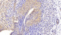 DABstainingonIHC-P.Samples:MouseTissue)