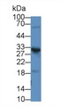 Western Blot; Sample: Rat Pancreas lysate; Primary Ab: 2µg/mL Rabbit Anti-Rat ELA4 Antibody Second Ab: 0.2µg/mL HRP-Linked Caprine Anti-Rabbit IgG Polyclonal Antibody