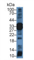 Western Blot; Sample: Rat Pancreas lysate; Primary Ab: 2µg/mL Rabbit Anti-Mouse ELA4 Antibody Second Ab: 0.2µg/mL HRP-Linked Caprine Anti-Rabbit IgG Polyclonal Antibody