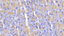 DAB staining on IHC-P; Samples: Mouse Pancreas Tissue;  Primary Ab: 20μg/ml Rabbit Anti-Mouse ELA4 Antibody Second Ab: 2µg/mL HRP-Linked Caprine Anti-Rabbit IgG Polyclonal Antibody 
