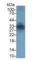 Western Blot; Sample: PANC1 cell lysate; Primary Ab: 1μg/ml Rabbit Anti-Human ELA4 Antibody; Second Ab: 0.2µg/mL HRP-Linked Caprine Anti-Rabbit IgG Polyclonal Antibody;