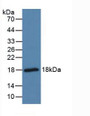 Western Blot; Sample: Mouse Brain Tissue.