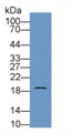 Western Blot; Sample: Bovine Testis lysate; ; Primary Ab: 1µg/ml Rabbit Anti-Bovine PTN Antibody; Second Ab: 0.2µg/mL HRP-Linked Caprine Anti-Rabbit IgG Polyclonal Antibody;