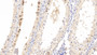 DAB staining on IHC-P; Samples: Bovine Testis Tissue;  Primary Ab: 20µg/ml Rabbit Anti-Bovine PTN Antibody Second Ab: 2µg/mL HRP-Linked Caprine Anti-Rabbit IgG Polyclonal Antibody 