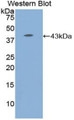 Western Blot; Sample: Recombinant protein.