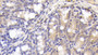 DAB staining on IHC-P; Samples: Mouse Colon Tissue; Primary Ab: 30µg/ml Rabbit Anti-Mouse C4a Antibody Second Ab: 2µg/mL HRP-Linked Caprine Anti-Rabbit IgG Polyclonal Antibody