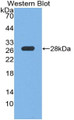 Western Blot; Sample: Recombinant protein.