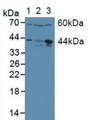 Western Blot; Sample: Lane1: Human Placenta Tissue; Lane2: Human HepG2 Cells; Lane3: Human U-2 OS Cells.