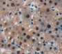 V-Myc Myelocytomatosis Viral Oncogene Homolog (Myc) Polyclonal Antibody, Cat#CAU26200