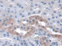 DAB staining on IHC-P; Samples: Mouse Kidney Tissue; Primary Ab: 20µg/ml Rabbit Anti-Mouse ITGa3 Antibody Second Ab: 2µg/mL HRP-Linked Caprine Anti-Rabbit IgG Polyclonal Antibody