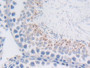 DAB staining on IHC-P; Samples: Rat Testis Tissue