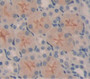 Integrin Alpha 6 (Itga6) Polyclonal Antibody, Cat#CAU26208