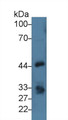 Epithelial Cell Adhesion Molecule (EPCAM) Polyclonal Antibody, CAU26209