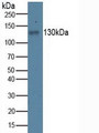 Western Blot; Sample:Porcine Kidney Tissue.