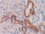 DAB staining on IHC-P; Samples: Rat Kidney Tissue; Primary Ab: 30µg/ml Rabbit Anti-Rat CTSD Antibody Second Ab: 2µg/mL HRP-Linked Caprine Anti-Rabbit IgG Polyclonal Antibody