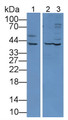 Western Blot; Sample: Lane1: Rat Spinal cord lysate; Lane2: Rat Lung lysate; Lane3: Rat Cerebrum lysate; Primary Ab: 2µg/mL Rabbit Anti-Rat CTSD Antibody; Second Ab: 0.2µg/mL HRP-Linked Caprine Anti-Rabbit IgG Polyclonal Antibody;