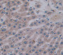 Cathepsin D (Ctsd) Polyclonal Antibody, Cat#CAU26215