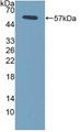 Western Blot; Sample: Recombinant FcgR3A, Mouse.