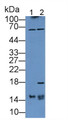 Fatty Acid Binding Protein 7, Brain (FABP7) Polyclonal Antibody, CAU26222