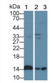 Western Blot; Sample: Lane1: Porcine Cerebrum lysate; Lane2: Mouse Cerebrum lysate; Lane3: Bovine Cerebrum lysate; Primary Ab: 4μg/ml Rabbit Anti-Human FABP7 Antibody; Second Ab: 0.2µg/mL HRP-Linked Caprine Anti-Rabbit IgG Polyclonal Antibody;