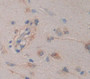 Fatty Acid Binding Protein 7, Brain (Fabp7) Polyclonal Antibody, Cat#CAU26223