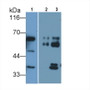 Western Blot; Sample: Lane1: Rat Heart lysate; Lane2: Hela cell lysate; Lane3: HepG2 cell lysate; Primary Ab: 0.2μg/ml Rabbit Anti-Human MCP Antibody; Second Ab: 0.2µg/mL HRP-Linked Caprine Anti-Rabbit IgG Polyclonal Antibody;
