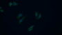 FITC staining on IF; Samples: Human HepG2 cell;  Primary Ab: 20μg/ml Rabbit Anti-Human LIG1 Antibody Second Ab: 1.5μg/ml FITC-Linked Caprine Anti-Rabbit IgG Polyclonal Antibody 