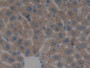 DAB staining on IHC-P; Samples: Mouse Liver Tissue