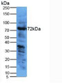 Western Blot; Sample: Mouse Uterus Tissue.