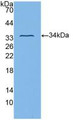 Western Blot; Sample: Recombinant ITGb3, Human.