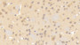 DAB staining on IHC-P; Samples: Mouse Cerebrum Tissue;  Primary Ab: 20μg/ml Rabbit Anti-Mouse CNTN3 Antibody Second Ab: 2µg/mL HRP-Linked Caprine Anti-Rabbit IgG Polyclonal Antibody 