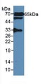 Western Blot; Sample: Rat Serum.