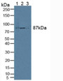 Western Blot; Sample: Lane1: Mouse Liver Tissue; Lane2: Mouse Brain Tissue; Lane3: Human Hela Cells.