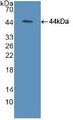 Western Blot; Sample: Recombinant ELOA, Mouse.