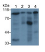 Western Blot; Sample: Recombinant protein.