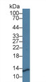 Western Blot; Sample: Mouse Kidney lysate; Primary Ab: 1µg/ml Rabbit Anti-Mouse PRCP Antibody Second Ab: 0.2µg/mL HRP-Linked Caprine Anti-Rabbit IgG Polyclonal Antibody