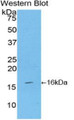 Western Blot; Sample: Recombinant protein.